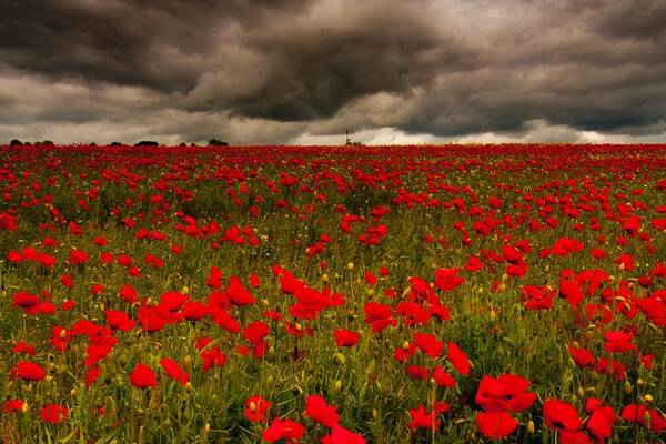 Poppies